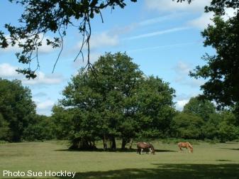 New Forest