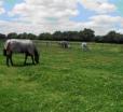 The Stables - Deer Park Farm