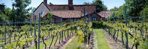The Vine House At Chet Vineyard, Loddon, 