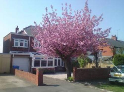 Cherry Blossom Guest House, Whitby, 