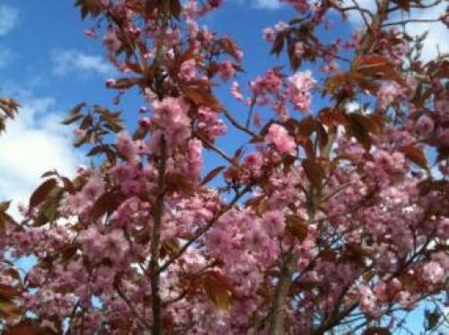 Cherry Tree Cottage, Oban, 